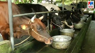 ക്ഷീരമേഖലയിലെ ആശങ്കകളും ആവശ്യങ്ങളും; ബാലുശ്ശേരിയിലൂടെ ഒരു യാത്ര| Balussery | Dairy sector | Voters