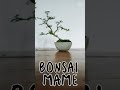 inspirasi bonsai mame//bonsai serut(streblus asper)