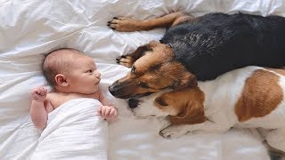 Introducing Dogs To Newborn baby for the first time | Dog loves baby Video