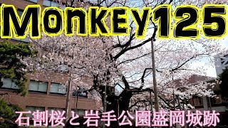 【モトブログ】 石割桜と岩手公園盛岡城【monkey125 モンキー125】