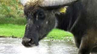 buffalo drinking