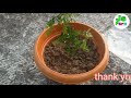 চামেলী ফুলের গাছ কী ভাবে পরিচর্যা করবেন how to care chaleli jasmine plant at home js farm