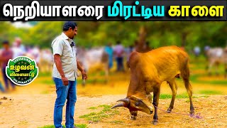 நெறியாளரை மிரட்டிய காங்கேயம் காளை, Palayakottai Maattu Thaavani Santhai, Bull Videos , #cow