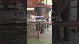 Mission to rescue baby elephant from 'grim existence' inside cage at tourist park | #yahooaustralia