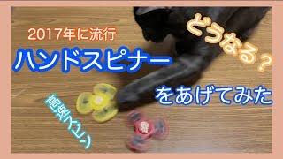 猫にハンドスピナー（おもちゃ）をあげてみた！反応はいかに！？