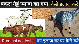 Ruminal Acidosis in Goats l बकरा गेहूं ज्यादा खा गया क्या इलाज करे l #Fayeem vlogs