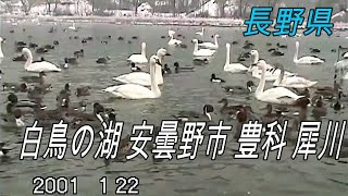 白鳥の湖 安曇野市 豊科 犀川