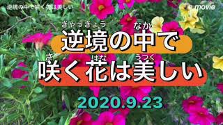 【逆境の中で咲いてる花は美しい】역경 속에서 피는 꽃은 아름답다. (2020.9.23)