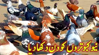 New pigeons opened during the day | Rashid Pigeon | New Flying Pigeon