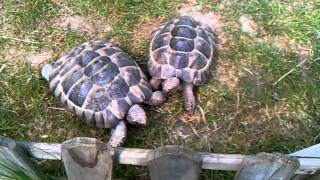 Hungry tortoises George & Albert
