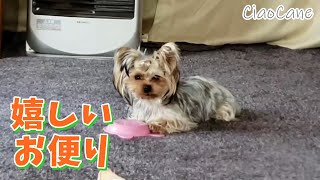 嬉しいお便り(佐渡ちゃん・ろーむ・アリス・りな)【ヨークシャーテリア専門犬舎チャオカーネ】