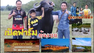 คุ้มควายบ้านผือ แหล่งพัฒนาควายยักษ์ เปิดฟาร์มครั้งแรก!ที่นี่ Ep.50