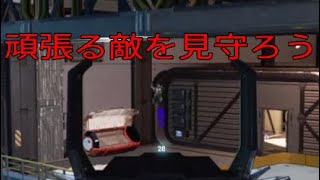 【APEX】可愛い野良(敵)を見守ろう