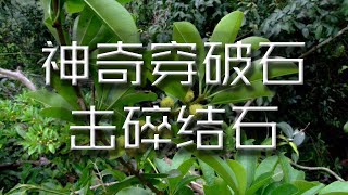 結石頑固不化，神奇植物“穿破石”加上它熬煮，不怕體內瘀滯【養生前沿】