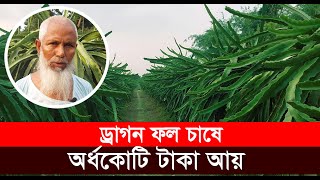 ড্রাগন চাষে যেভাবে সফল হচ্ছেন নাটোরের কৃষকরা II Dragon cultivation II Natore II Success Story