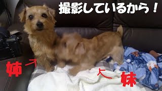 【ノーフォークテリア】姉妹あるある