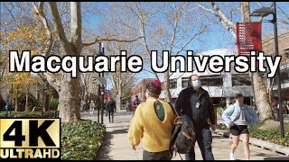 [4K] Walk around Sydney Macquarie University | Sydney Walking Tour | University Tour