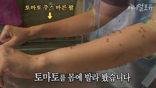 토마토 주스로 모기를 퇴치할 수 있다고요?!! | KBS 스펀지 050723 방송