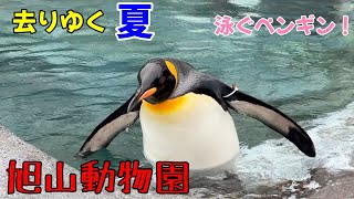 気温17.2℃って・・旭川の夏は終わりました。ペンギン達も、夏を惜しむようにプール遊び！