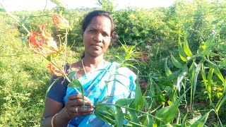 தமிழ் நாட்டின் தேசிய மலர் பற்றி  மருத்துவ நன்மைகள்.(National Flower for Tamilnadu)கார்த்திகை மலர்.