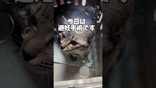 避妊手術受けました【生後9ヶ月保護猫】#shorts #保護猫 #猫のいる生活 #避妊手術