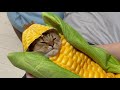 猫にトウモロコシのおくるみを作ってみた　cat turned into corn