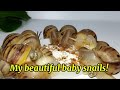 My Pet Snails Are Taking Over the Internet!