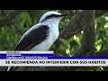 hallan una viudita enmascarada en el arroyo el pescado un descubrimiento histórico