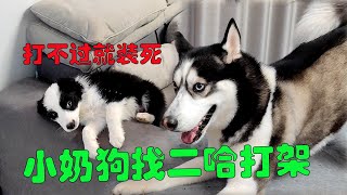 The puppy fights with the husky, the puppy is fierce and cowardly, so funny