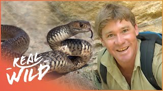Steve Irwin Meets The World's Most Venomous Snakes | Real Wild