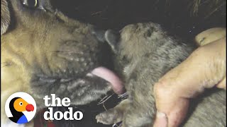 Mom Dog And Her Puppies Get Help During Terrible Storm | The Dodo