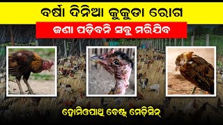 Desi kukuda farm in Odisha [ ବର୍ଷା ଦିନିଆ କୁକୁଡ଼ା ରୋଗ ] desi kukuda medicine | desi kukuda chasa