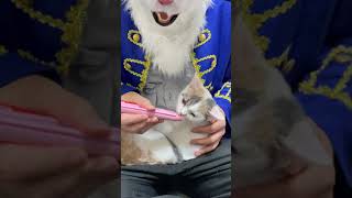 膝の上でちゅーるを食べるマンチカン子猫 #shorts Munchkin kitten eating dessert on my leg【Cat kucing】