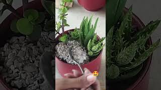 a wonderful succulents tray garden 🌿#shorts #shortsviral #traygarden #ytshorts #shortsfeed #viral