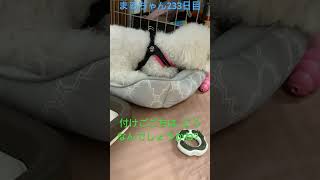 新しいハーネス､トレポンティ#かわいい犬 #ビションフリーゼ #おもしろ動画犬