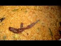 Bisi Bele Bath Recipe | Hot Lentil Rice | South Indian Recipe