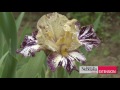 iris care