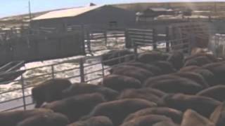 Herding Bison with Drone corral work