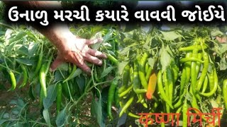 ઉનાળું મરચિની ખેતી || unalu chilli farming|| ઊનાળામાં વધુ ભાવ મેળવવા મરચી ક્યારે વાવવી? chilli 🌶️🌶️