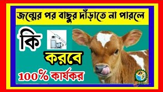 বাছুর জন্মের পর দাঁড়াতে না পারলে কি করতে হবে।calf paralysis back legs.