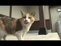 猫のいる駅 ＪＲ東日本篠ノ井線 稲荷山駅