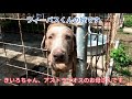 ワイマラナー子犬訪問vol.1 ライライ生後3週間 初対面