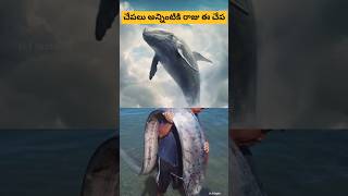 ##oarfish##king##fish##చేపలు అన్నింటికి రాజు ఈ చేప##hf facts