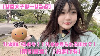 【ソロ女子ツーリング】孔雀のいるお寺へ！孔雀は見られるのか？！【雨引観音】【おまけ有】