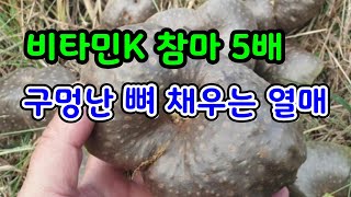 이것을 먹었더니 뼈가 튼튼해지고 골다공증이 깨끗이 사라졌다.