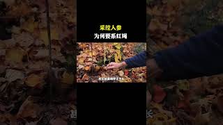 采挖人参时，为何要给它系红绳？难道真的那么邪乎，它会逃走？ #挖人参 #冷知识 #科普知识 #科普达人 #涨知识 #奇葩冷知识 #百科 #科普