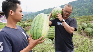 3 days of hunting, hold the net, harvest ripe watermelon, river snails