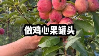 三农 丰收的季节硕果累累 做罐头的季节