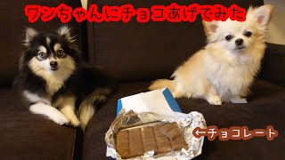 バレンタインなので愛犬にチョコレートをあげてみた！【ポンスキー】【保護猫】