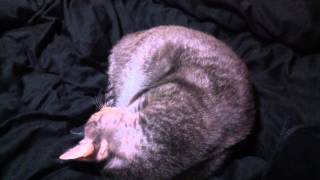 寝言を言う猫 Cat videos  talking in sleep